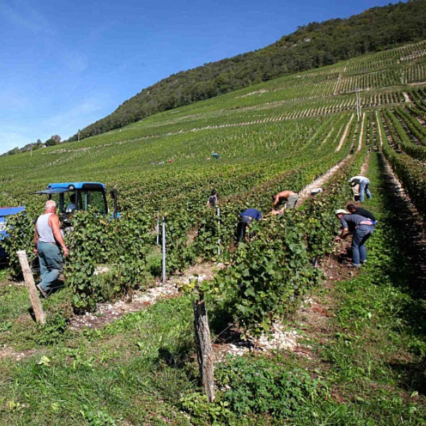 Château de La Mar - Pinot - 2018