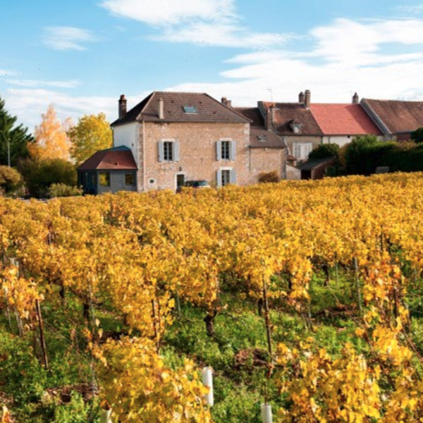 Domaine Gueguen - Bourgogne Côtes Salines