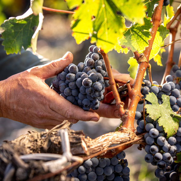 Les Eclats de Branas 2016 - Moulis en médoc