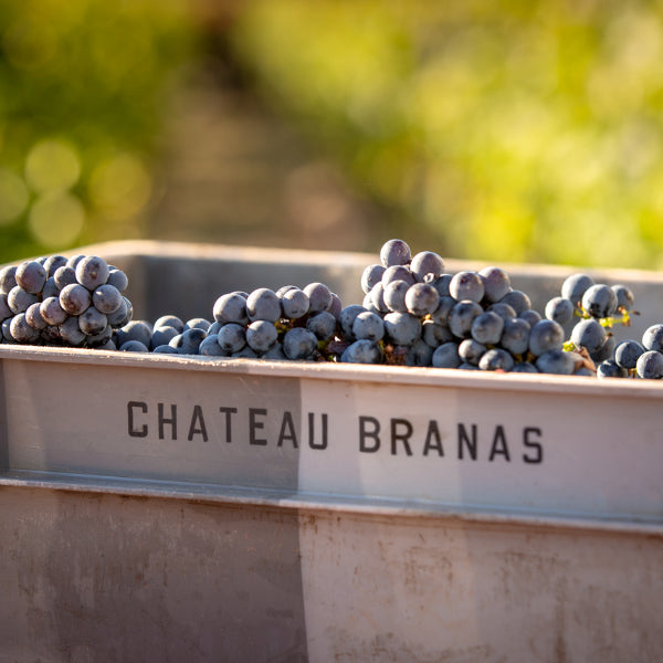 Les Eclats de Branas 2016 - Moulis en médoc