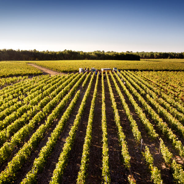 Les Eclats de Branas 2016 - Moulis en médoc