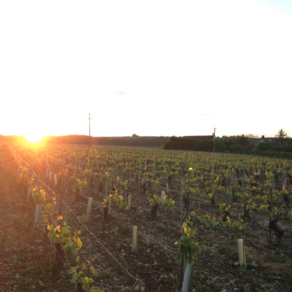 Domaine Gueguen - Petit Chablis 2020
