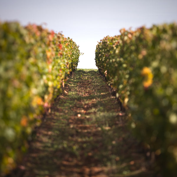 Château Clarisse - Puisseguin Saint Emilion 2016 - Vieilles vignes